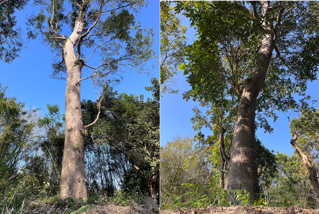 就地認養老樹計畫：不帶走老樹，把守護留下